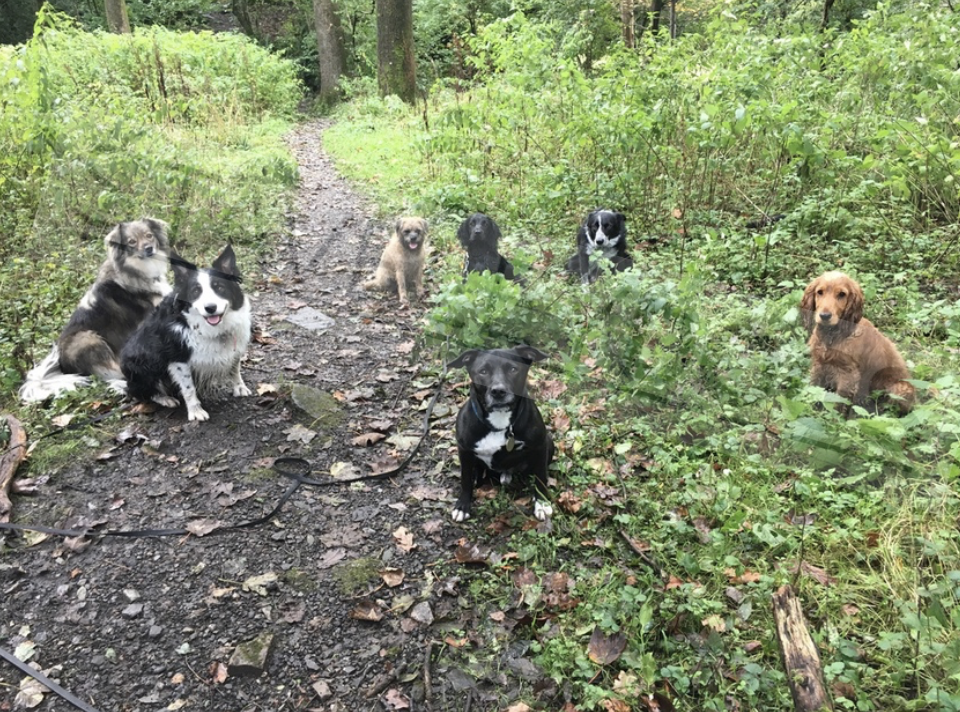 Group in wood